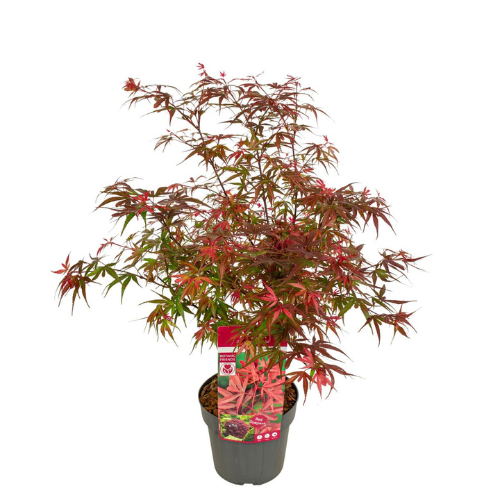 Acer/Japansk Lönn - Shaina