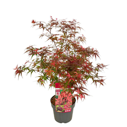 Acer/Japansk Lönn - Shaina