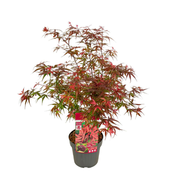 Acer/Japansk Lönn - Shaina