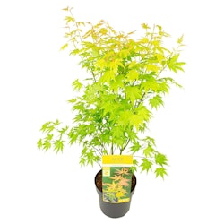 Acer/Japansk Lönn - Orange Dream
