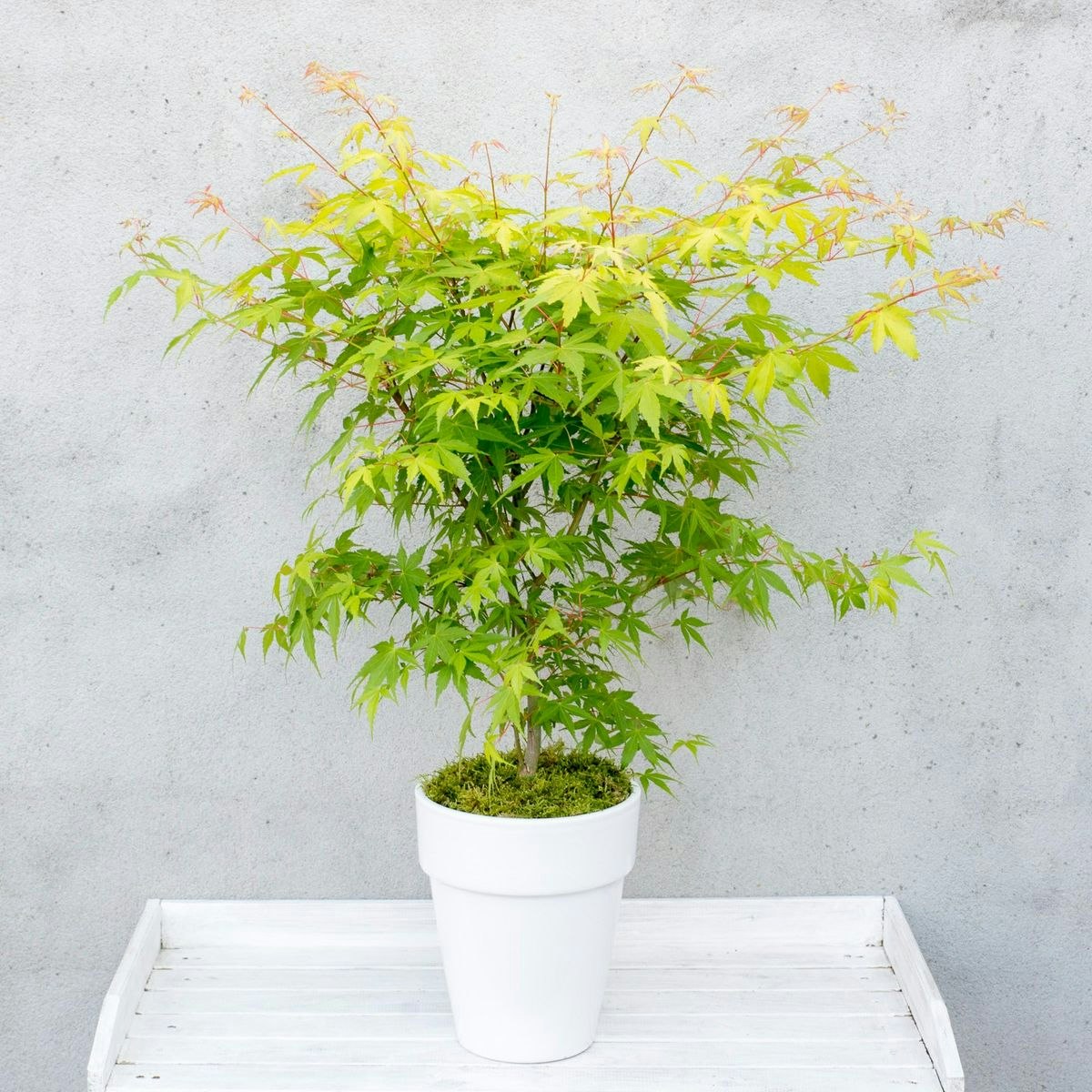 Acer/Japansk Lönn - Orange Dream