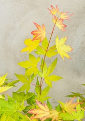 Acer/Japansk Lönn - Orange Dream