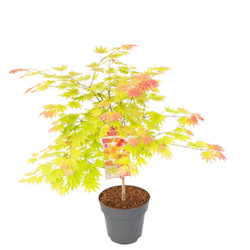Acer/Japansk Lönn - Moonrise