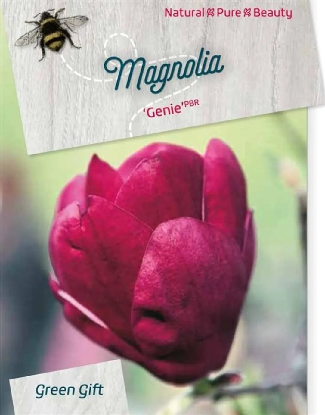Magnolia - Genie