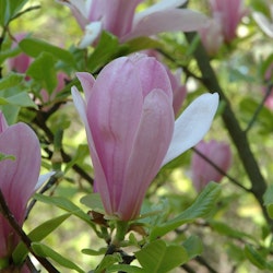 Magnolia - George Henry Kern