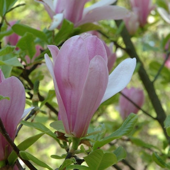 Magnolia - George Henry Kern