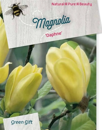 Magnolia - Daphne