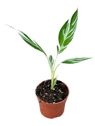 Banan Planta/Musa - Florida Variegata