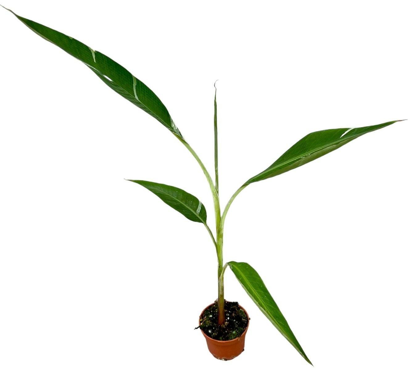 Banan Planta/Musa - Florida Variegata