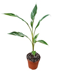 Banan Planta/Musa - Nono