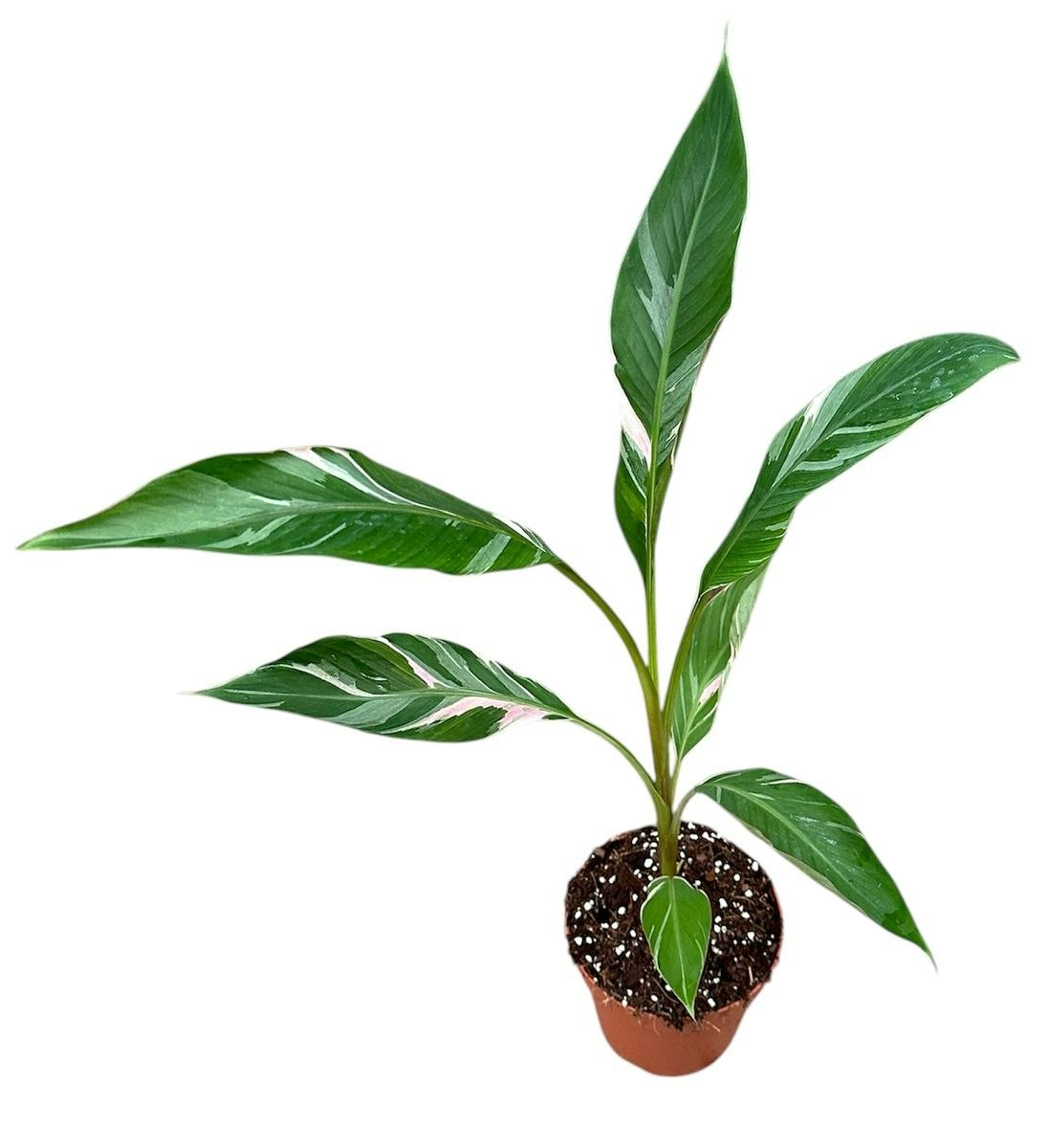 Banan Planta/Musa - Nono
