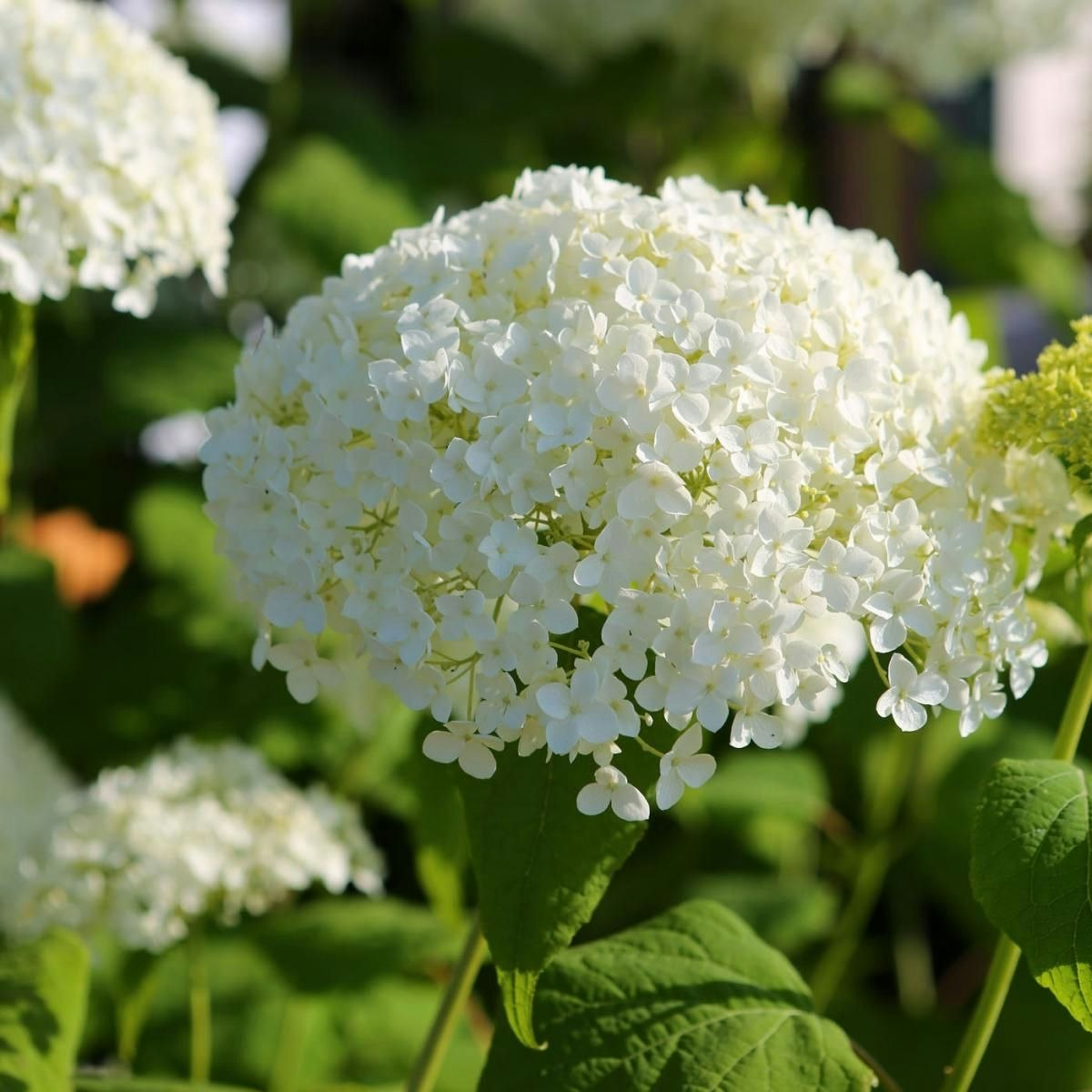 Hydrangea Arborescens/Vidjehortensia - Strong Annabelle Incrediball