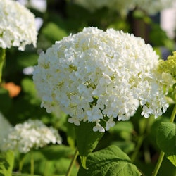 Hydrangea Arborescens/Vidjehortensia - Strong Annabelle Incrediball