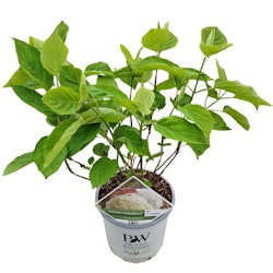 Hydrangea Arborescens/Vidjehortensia - Strong Annabelle Incrediball
