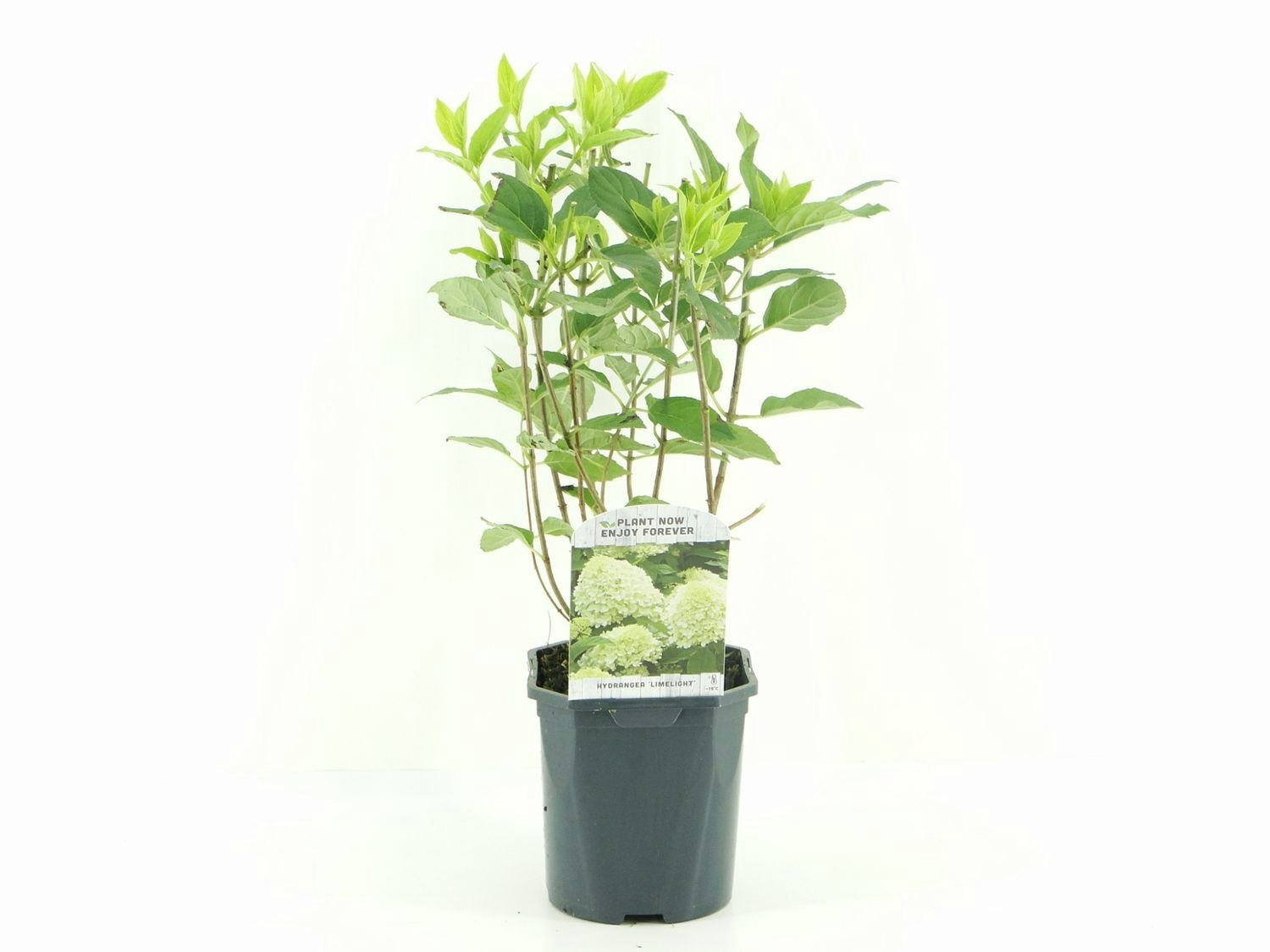 Hydrangea Paniculata/Vipphortensia - Limelight
