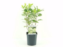 Hydrangea Paniculata/Vipphortensia - Limelight