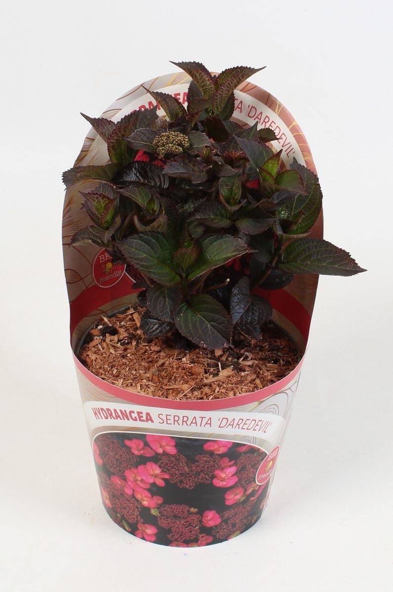 Hydrangea Serrata/Purpurhortensia - Daredevil
