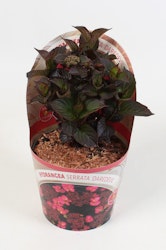 Hydrangea Serrata/Purpurhortensia - Daredevil