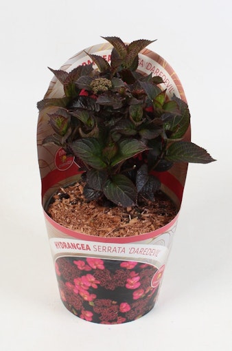 Hydrangea Serrata/Purpurhortensia - Daredevil