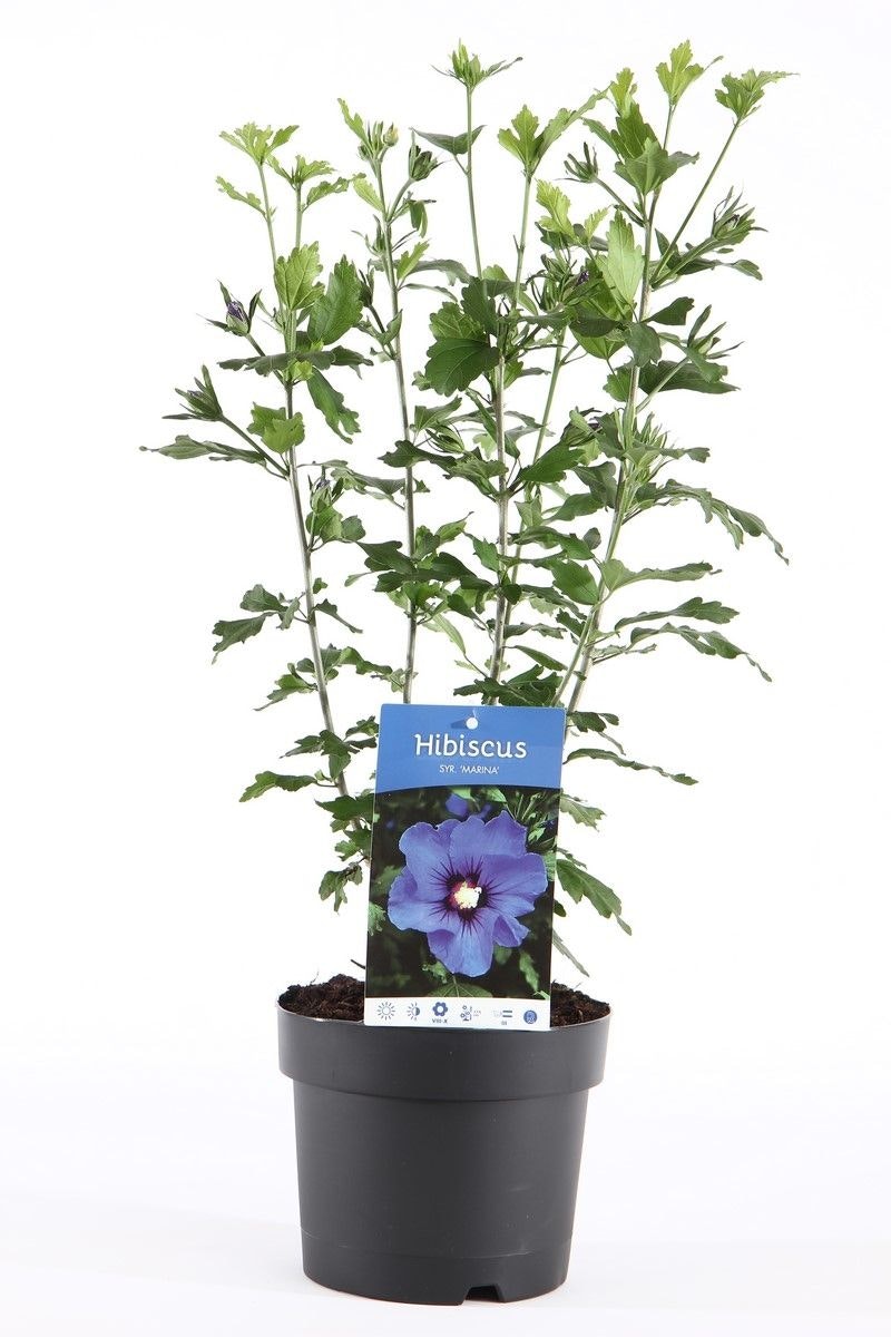 Hibiscus Syriacus/Frilandshibiskus - Marina