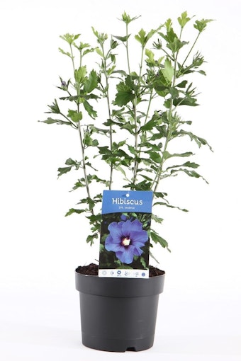 Hibiscus Syriacus/Frilandshibiskus - Marina
