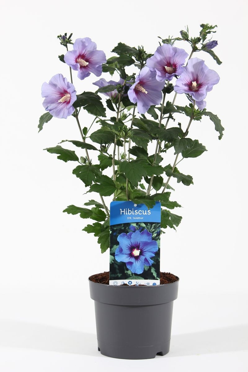 Hibiscus Syriacus/Frilandshibiskus - Marina