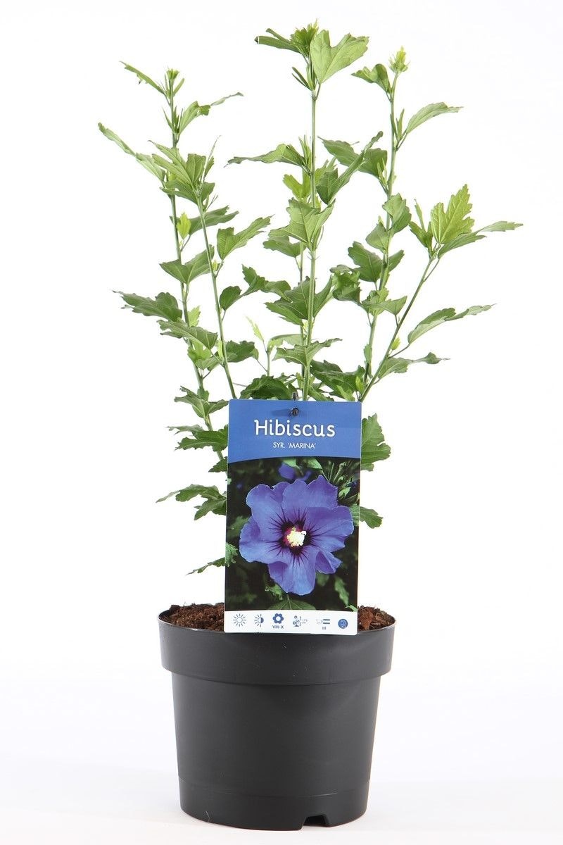Hibiscus Syriacus/Frilandshibiskus - Marina