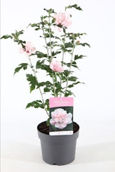 Hibiscus Syriacus/Frilandshibiskus - Lady Stanley