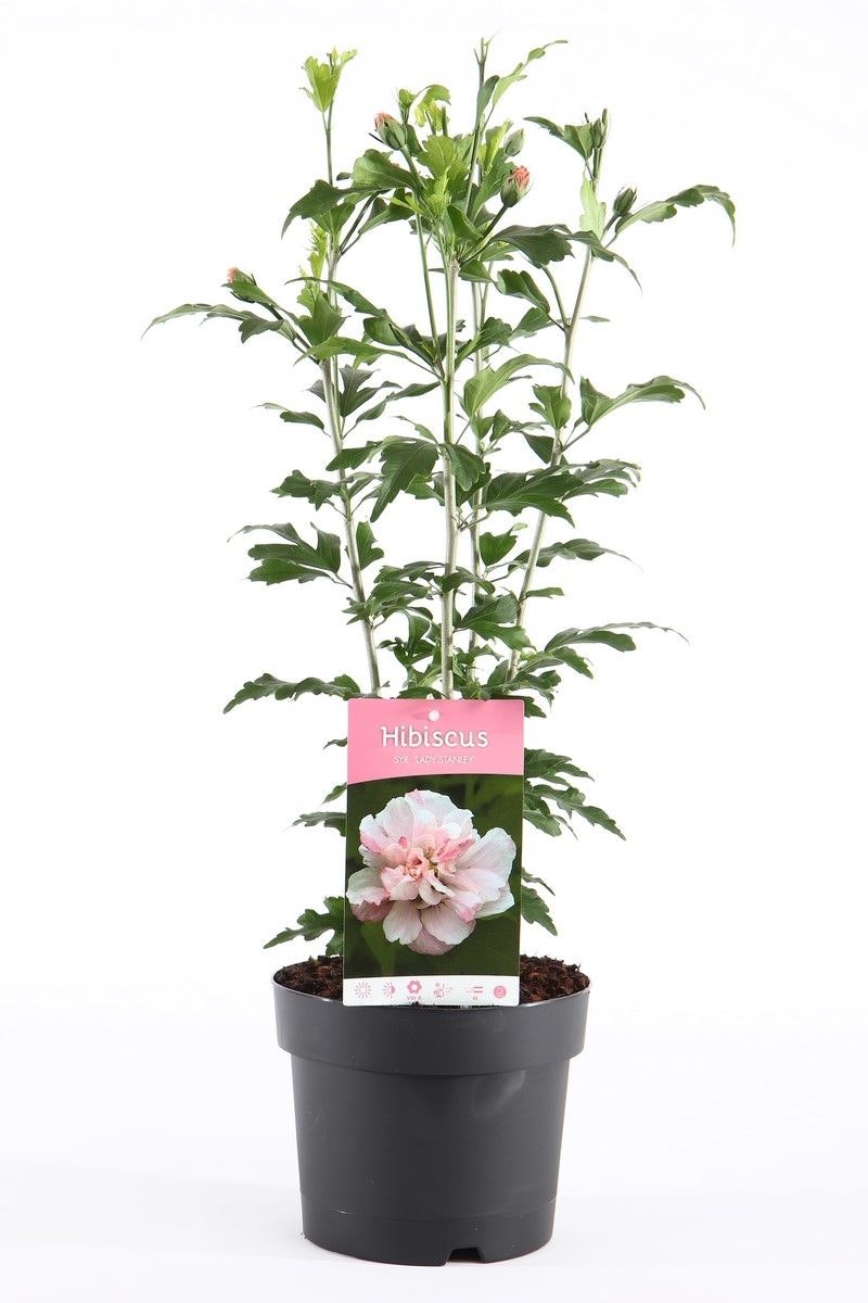 Hibiscus Syriacus/Frilandshibiskus - Lady Stanley