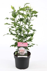 Hibiscus Syriacus/Frilandshibiskus - Lady Stanley