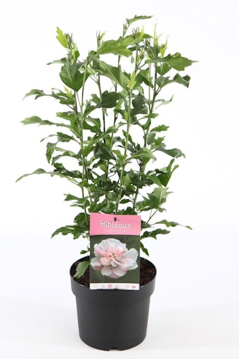 Hibiscus Syriacus/Frilandshibiskus - Lady Stanley