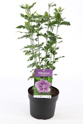 Hibiscus Syriacus/Frilandshibiskus - Ardens