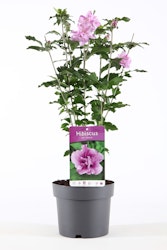 Hibiscus Syriacus/Frilandshibiskus - Ardens