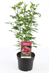 Hibiscus Syriacus/Frilandshibiskus - Duc De Brabant