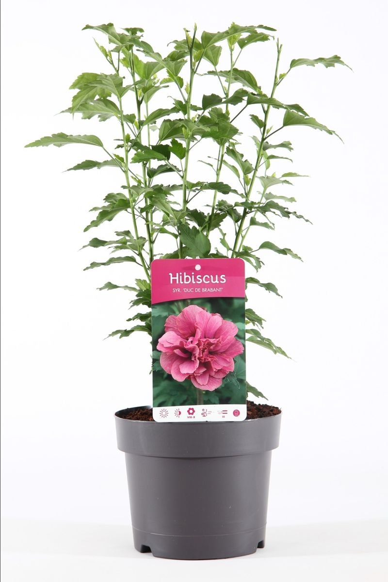 Hibiscus Syriacus/Frilandshibiskus - Duc De Brabant