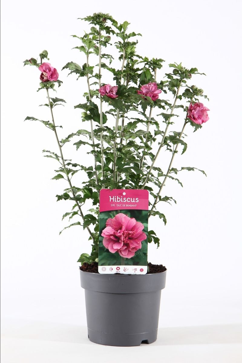 Hibiscus Syriacus/Frilandshibiskus - Duc De Brabant