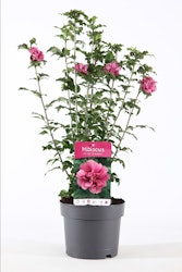 Hibiscus Syriacus/Frilandshibiskus - Duc De Brabant