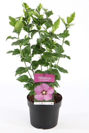 Hibiscus Syriacus/Frilandshibiskus - Woodbridge