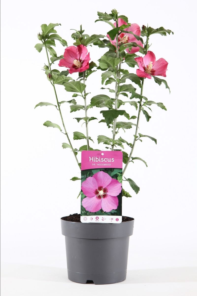 Hibiscus Syriacus/Frilandshibiskus - Woodbridge
