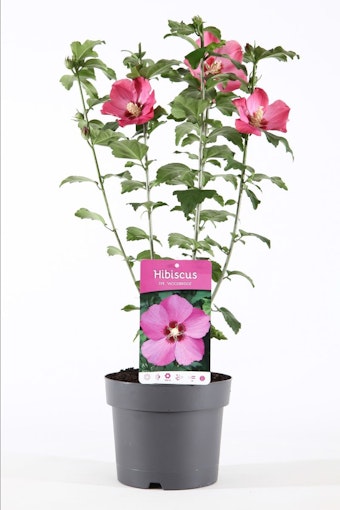 Hibiscus Syriacus/Frilandshibiskus - Woodbridge