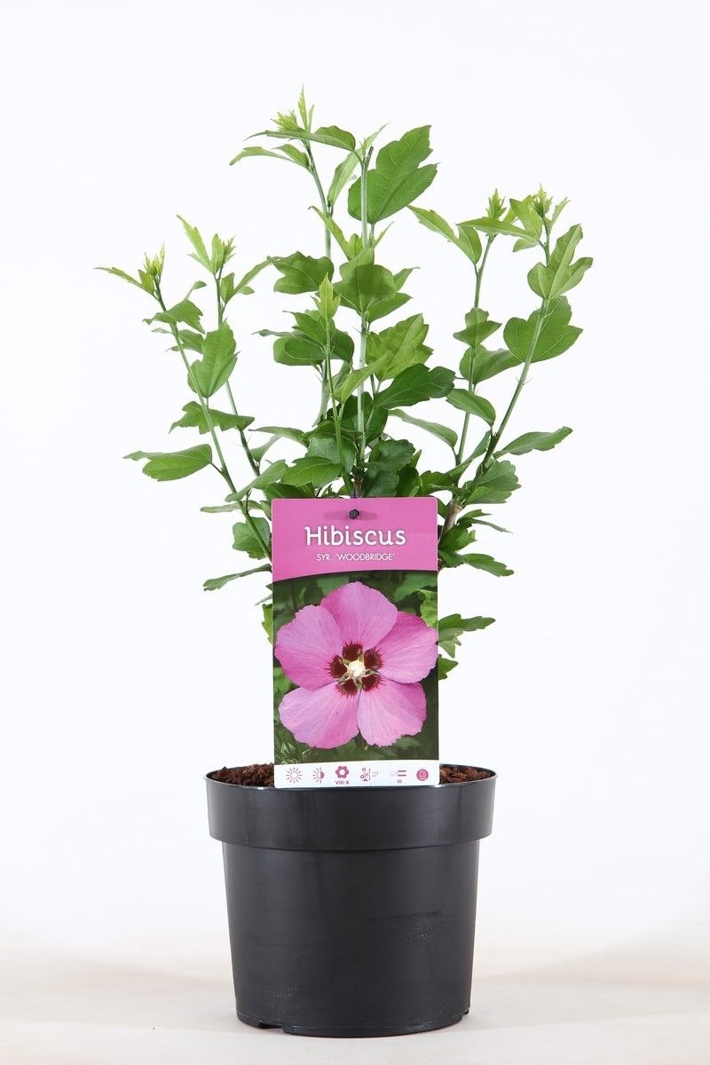 Hibiscus Syriacus/Frilandshibiskus - Woodbridge