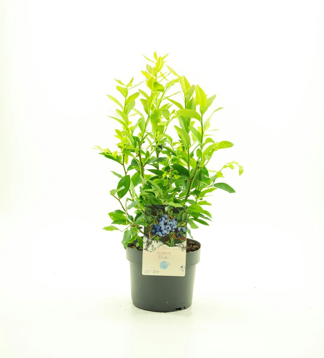 Vaccinium Corymbosum/Amerikanska Blåbär - Duke