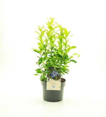 Vaccinium Corymbosum/Amerikanska Blåbär - Duke