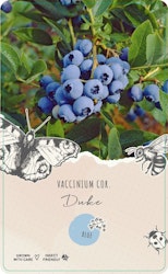 Vaccinium Corymbosum/Amerikanska Blåbär - Duke