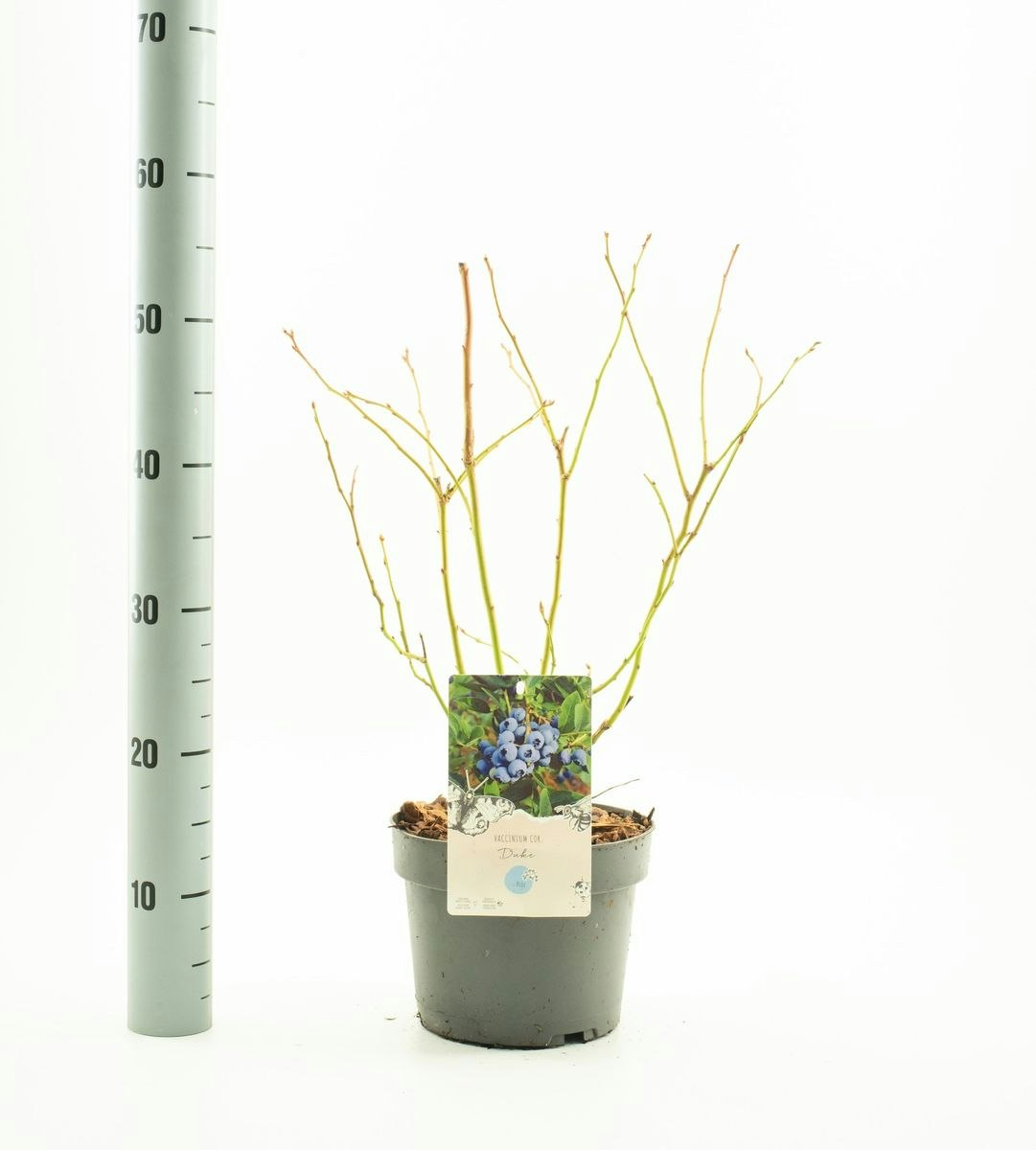Vaccinium Corymbosum/Amerikanska Blåbär - Duke