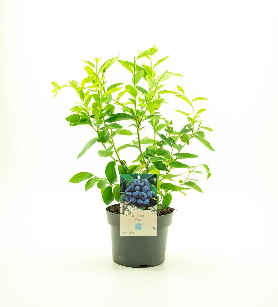 Vaccinium Corymbosum/Amerikanska Blåbär - Dixi