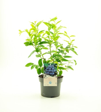 Vaccinium Corymbosum/Amerikanska Blåbär - Dixi