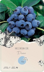 Vaccinium Corymbosum/Amerikanska Blåbär - Dixi