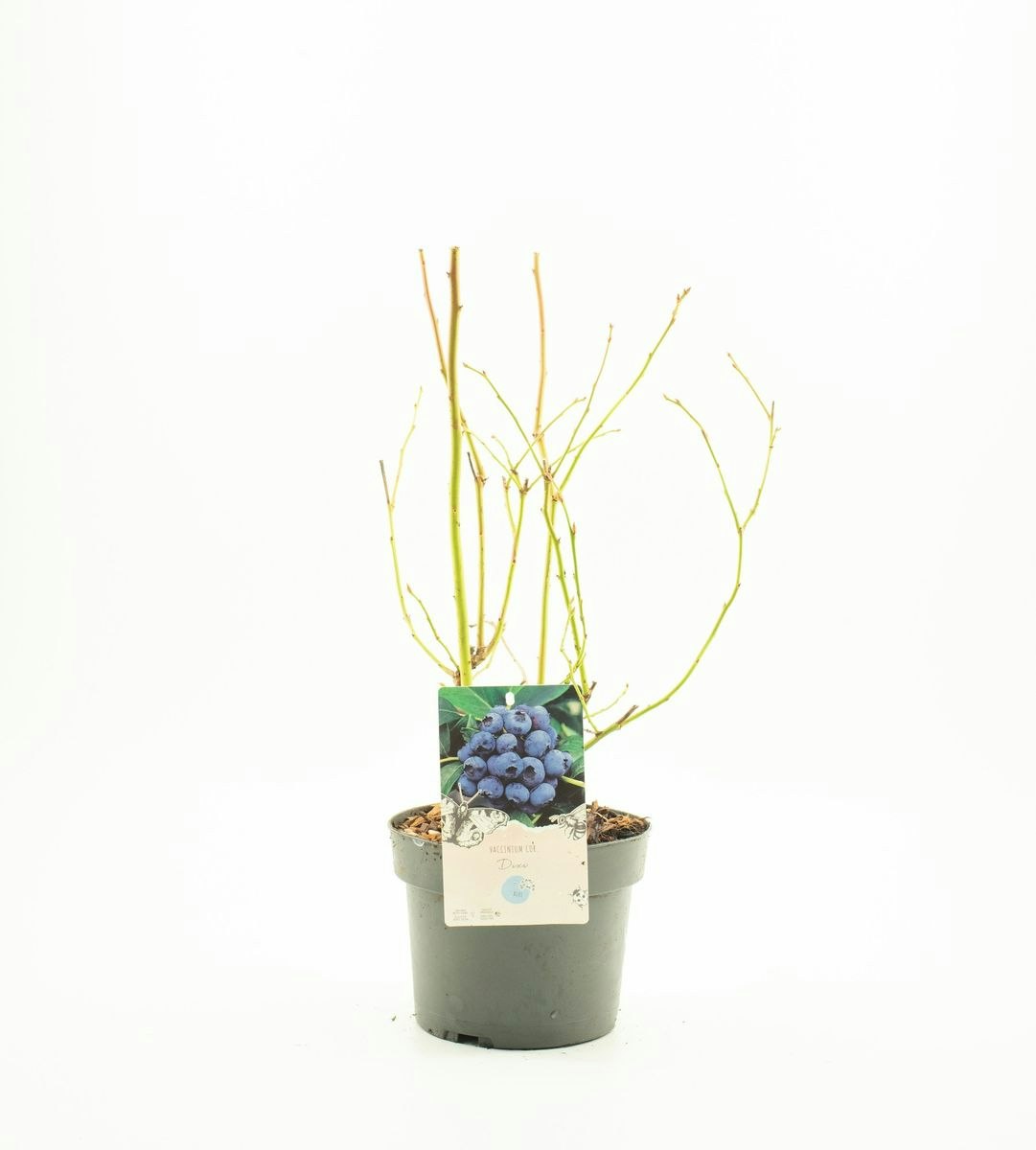 Vaccinium Corymbosum/Amerikanska Blåbär - Dixi