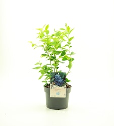 Vaccinium Corymbosum/Amerikanska Blåbär - Bluejay